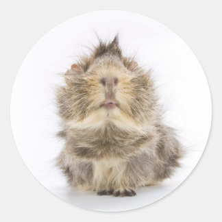 Guinea Pig Runder Aufkleber
