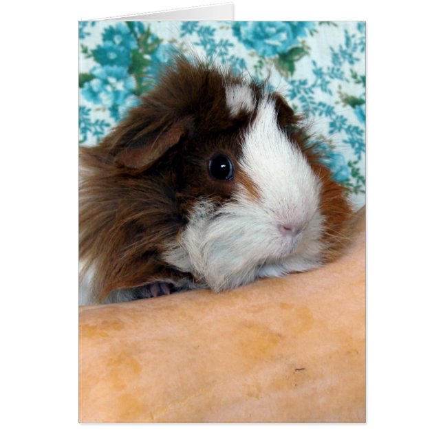 Guinea Pig und Butternut Squash (Vorne)