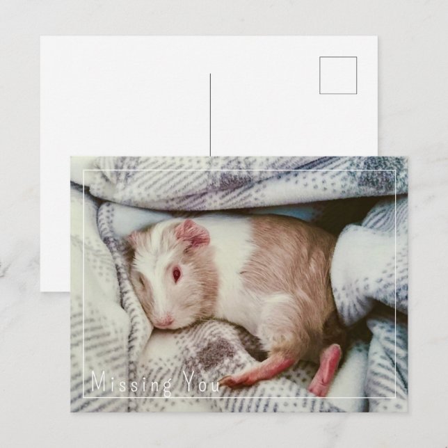 Guinea Pig Vermisst Sie Postkarte bearbeiten (Vorne/Hinten)
