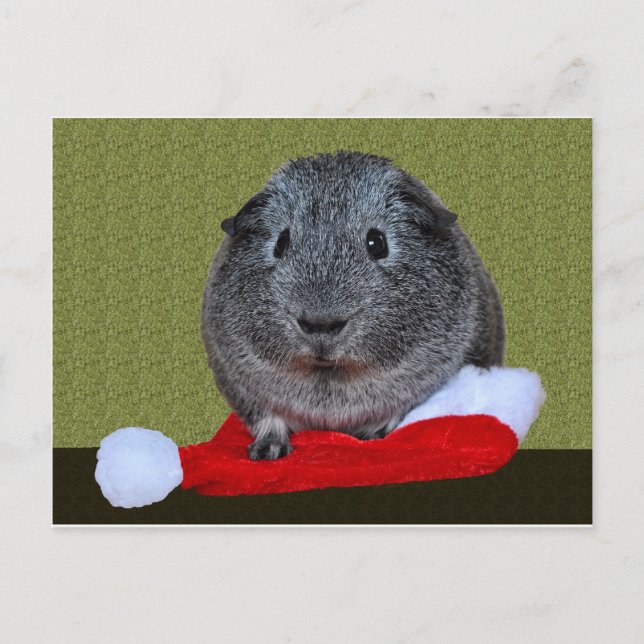 Guinea Pig Weihnachten (Vorderseite)