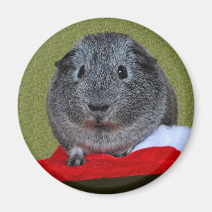 Guinea Pig Weihnachten Magnet