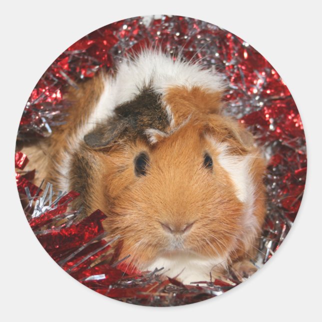 Guinea Pig Weihnachtskleber Runder Aufkleber (Vorderseite)
