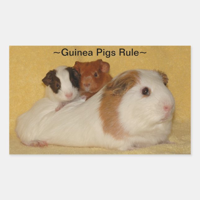 Guinea Pigment-Regelkleber Rechteckiger Aufkleber (Vorderseite)