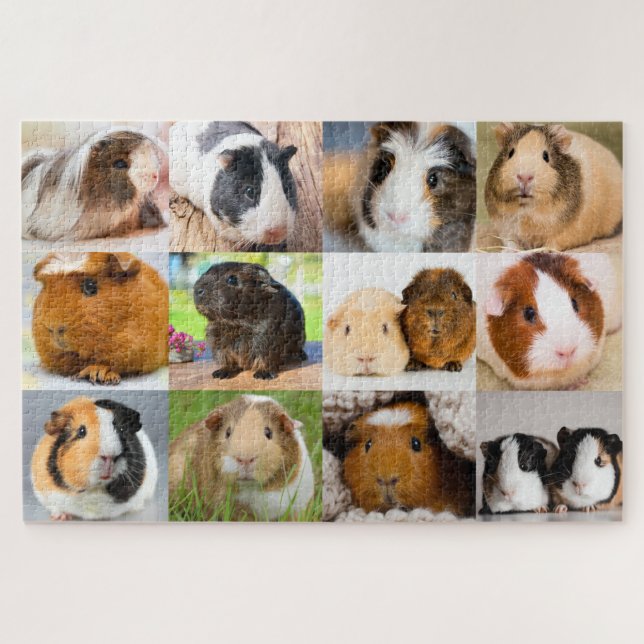 Guinea Pigs (Horizontal)