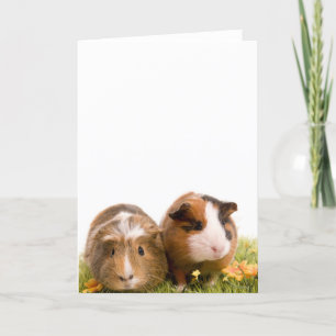 Guinea Pigs Karte