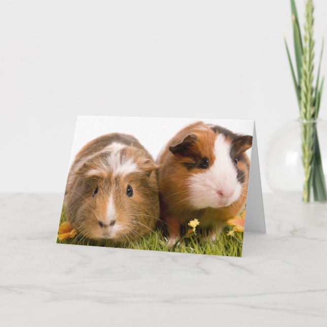 Guinea Pigs Karte (Vorderseite)