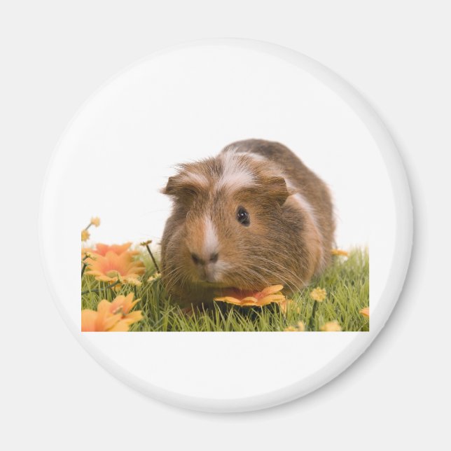 Guinea Pigs Magnet (Vorne)