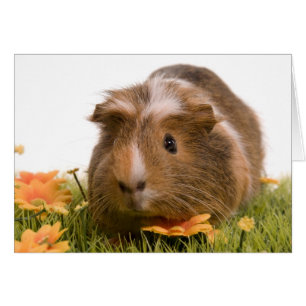 guinea pigs man hat lawn