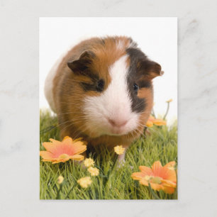 Guinea Pigs Postkarte