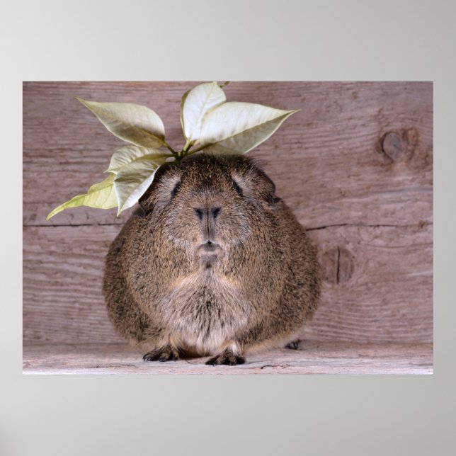 Guinea Poster (Vorne)