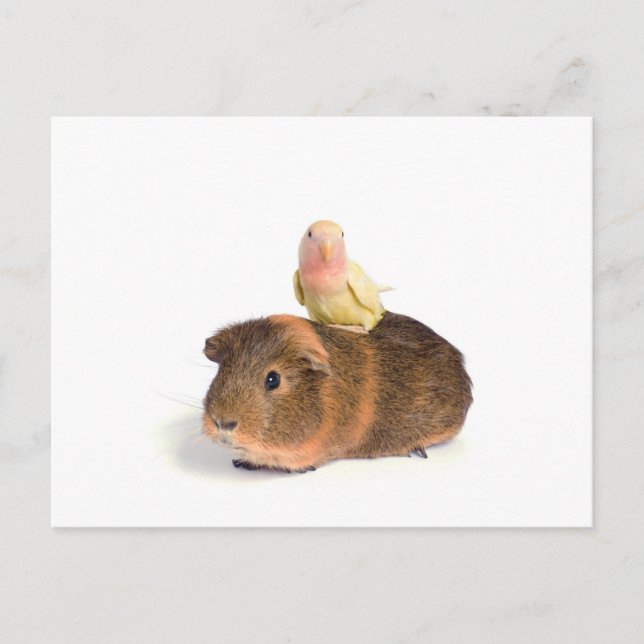 Guinea Postkarte (Vorderseite)