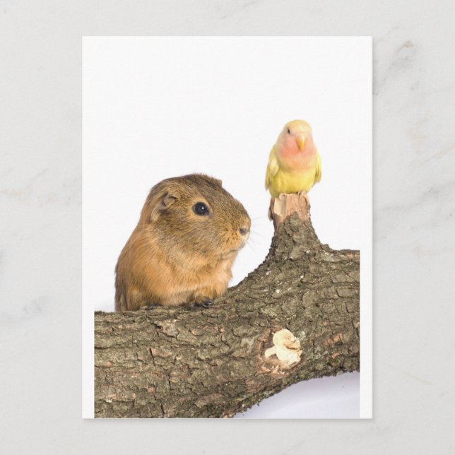 Guinea Postkarte (Vorderseite)