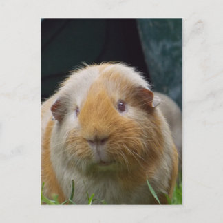 Guinea Postkarte