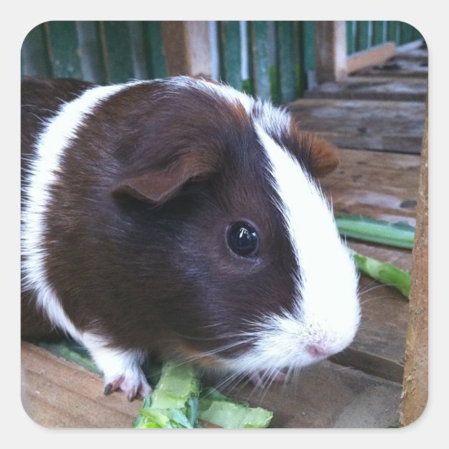 Guinea Quadratischer Aufkleber (Vorderseite)