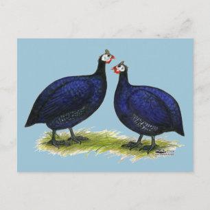 Guinea Royal Lila Pair Postkarte