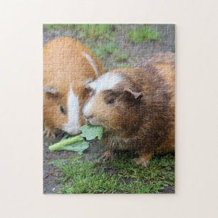 Guinea Schweine