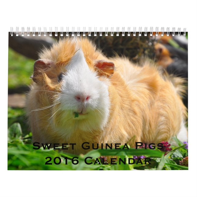 Guinea Schweine 2016 Kalender (Titelbild)