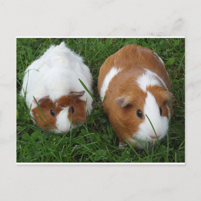 Guinea Schweine Postkarte (Vorderseite)