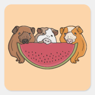 Guinea Schweine und Wassermelone Illustration Quadratischer Aufkleber