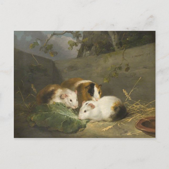 Guinea Schweine (von George Morland) Postkarte (Vorderseite)