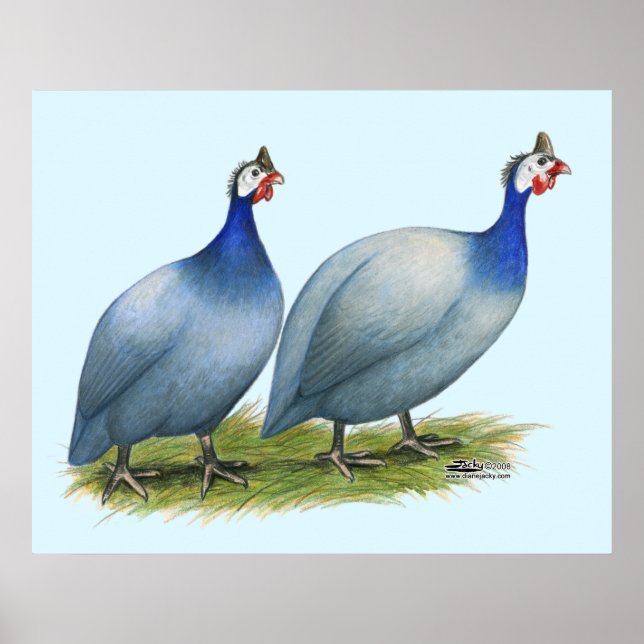 Guinea Slate Pair Poster (Vorne)