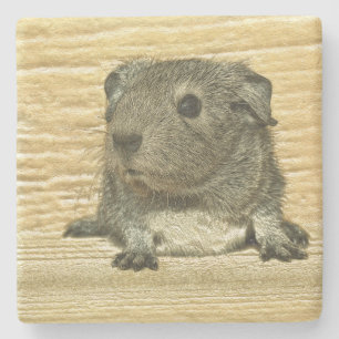 Guinea Steinuntersetzer