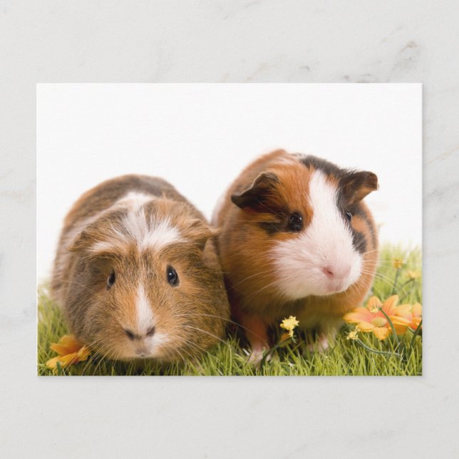 Guinea von Schweinen auf Rasen Postkarte (Vorderseite)