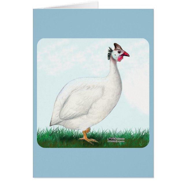 Guinea White (Vorne)