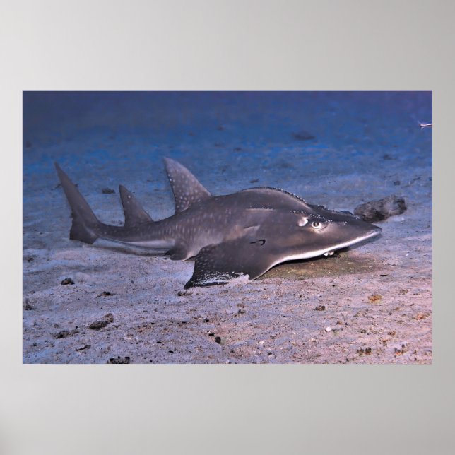 Guitar Shark Poster (Vorne)