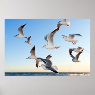 Gulden im Flug Poster