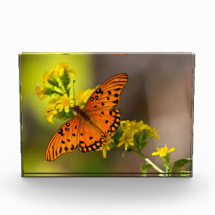 Gulf-Fritillarie oder Passionsfalter auf Goldrute Fotoblock