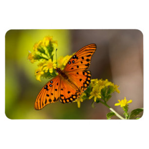 Gulf-Fritillarie oder Passionsfalter auf Goldrute Magnet