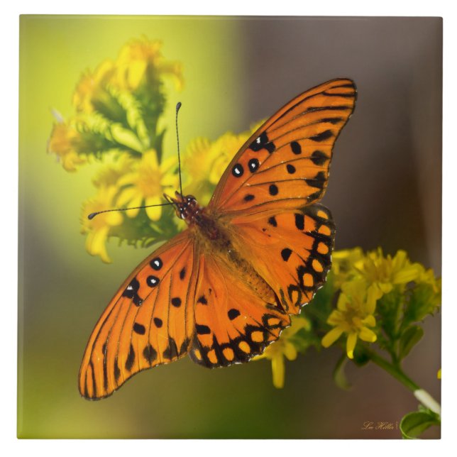 Gulf Fritillary aka Passion Butterfly on Goldenrod Fliese (Vorderseite)