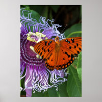 Gulf Fritillary Art Poster -24x36 - andere Größen