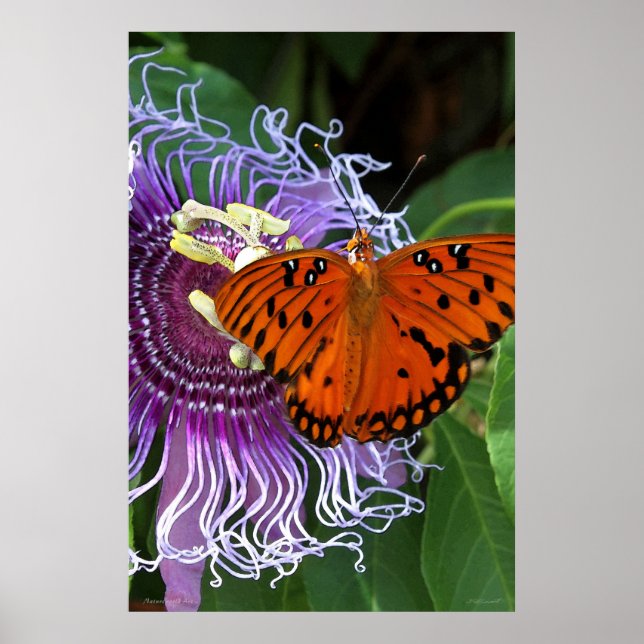 Gulf Fritillary Art Poster -24x36 - andere Größen (Vorne)