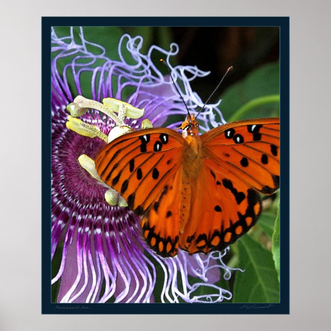 Gulf Fritillary Art Print -20x24 - oder kleiner Poster (Vorne)