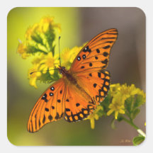 Gulf-Fritillary auch Passionsfalter auf Goldrute