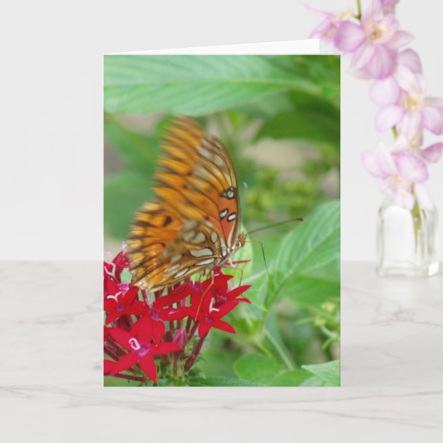 Gulf Fritillary Butterfly auf der Red Penta Blume Karte (Orchidee)