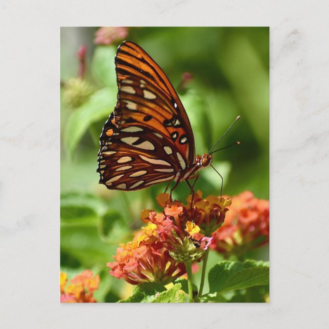 Gulf Fritillary Butterfly Postcard Postkarte (Vorderseite)