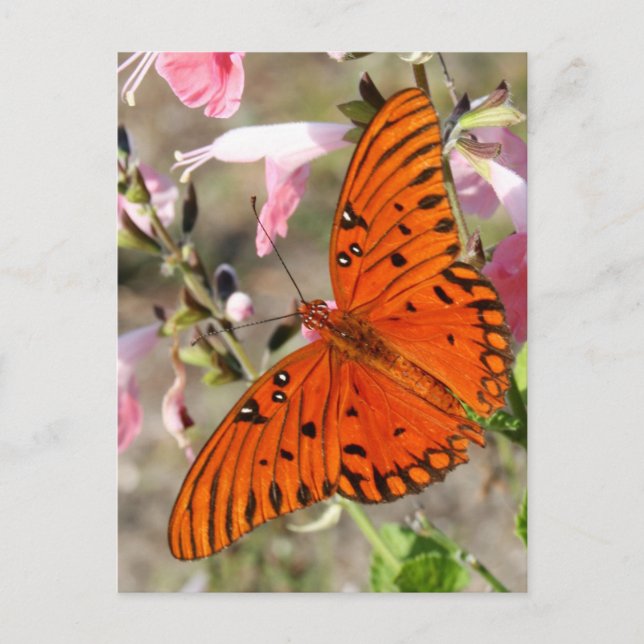 Gulf Fritillary Butterfly Postcard Postkarte (Vorderseite)