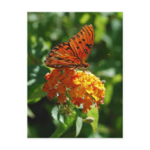 Gulf Fritillary Butterfly Postcard