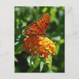 Gulf Fritillary Butterfly Postcard Postkarte