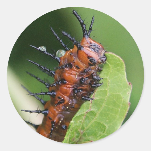 Gulf Fritillary Butterfly Raupe Stickers (Vorderseite)