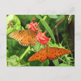 Gulf Fritillary Duo Postcard Postkarte