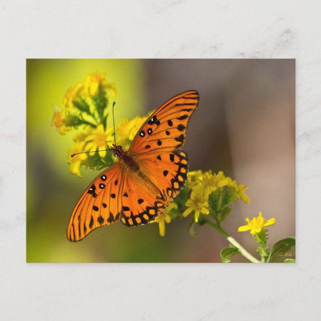 Gulf-Fritillary oder Passionsfalter auf Goldrute Postkarte (Vorderseite)