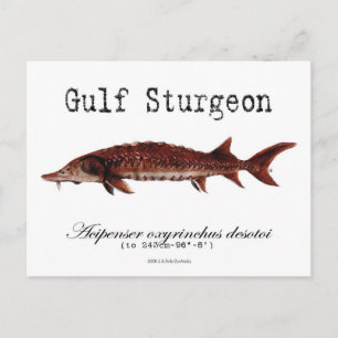 Gulf-White-Postcard Postkarte