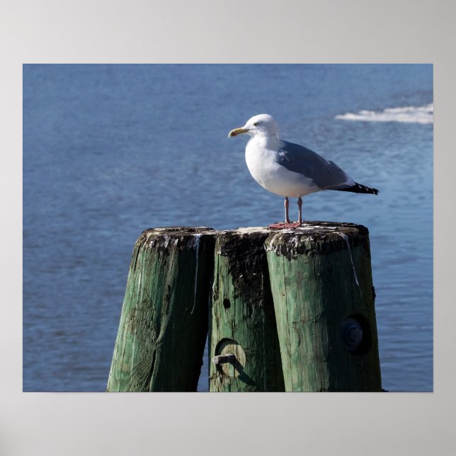 Gull auf Pilings Poster (Vorne)