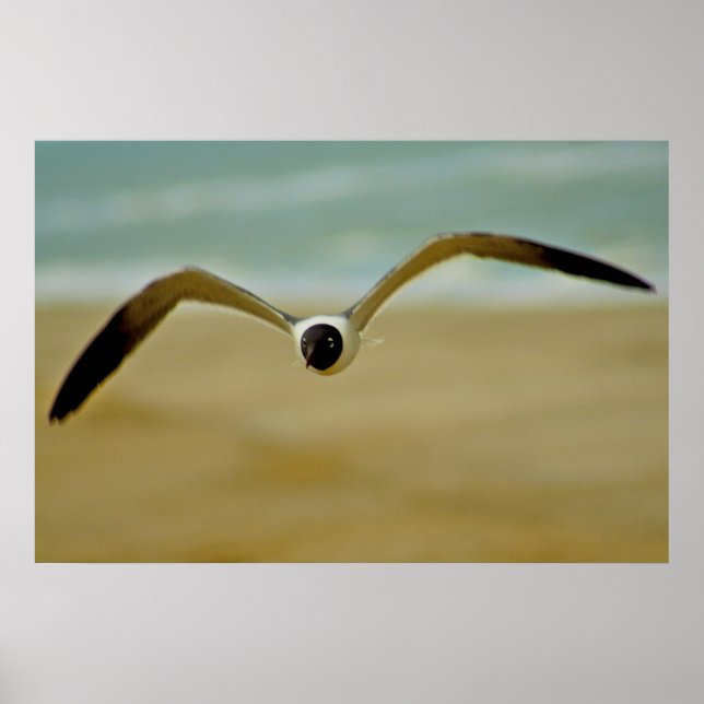 Gull Coming at Me Poster (Vorne)