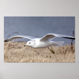 Gull in Flight Poster