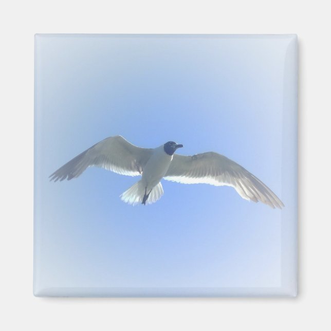 Gull in Flug 2 Magnet (Vorne)